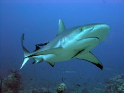 gray reef shark by Guja Tione 